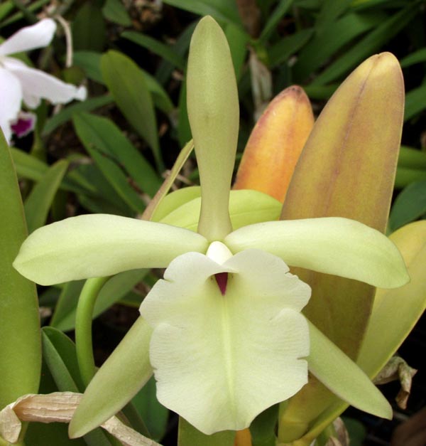 Sunset Valley Orchids - Superior Hybrids For Orchid Enthusiasts