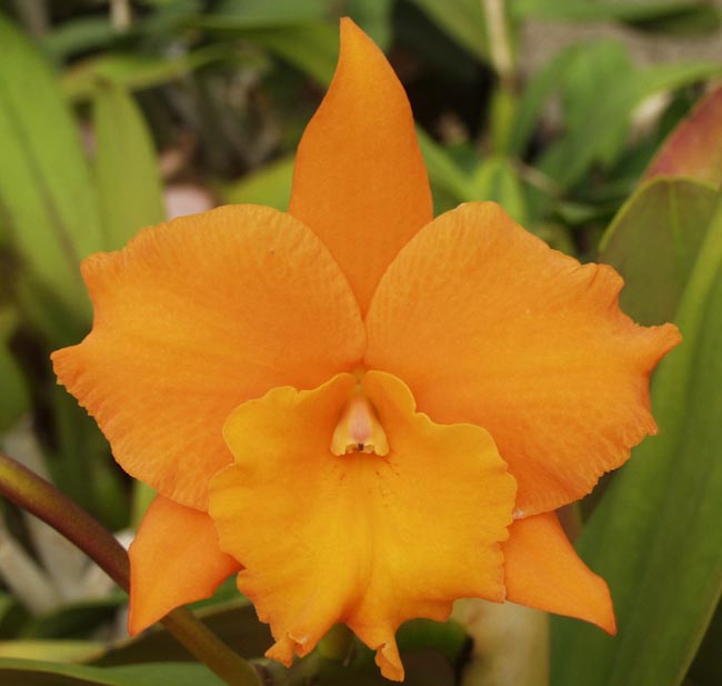 Sunset Valley Orchids - Superior Hybrids for Orchid Growers