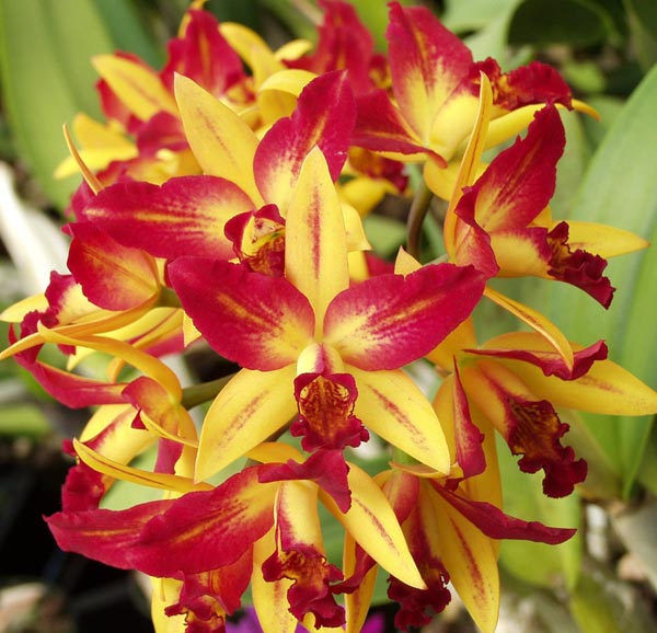 Sunset Valley Orchids - Superior Hybrids for Orchid Enthusiasts