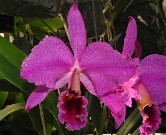 Sunset Valley Orchids - Superior Hybrids for Orchid Growers