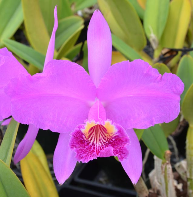 Sunset Valley Orchids - Superior Hybrids for Orchid Growers