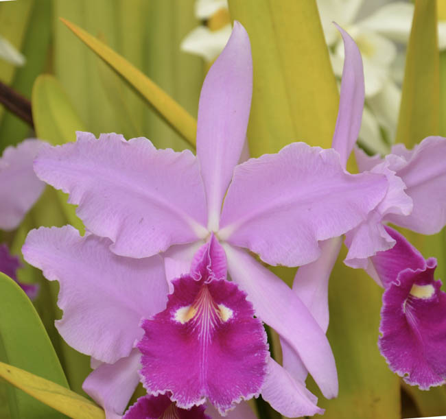 Sunset Valley Orchids - Superior Hybrids for Orchid Growers