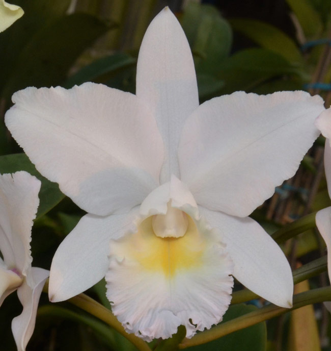 Sunset Valley Orchids - Superior Hybrids for Orchid Enthusiasts