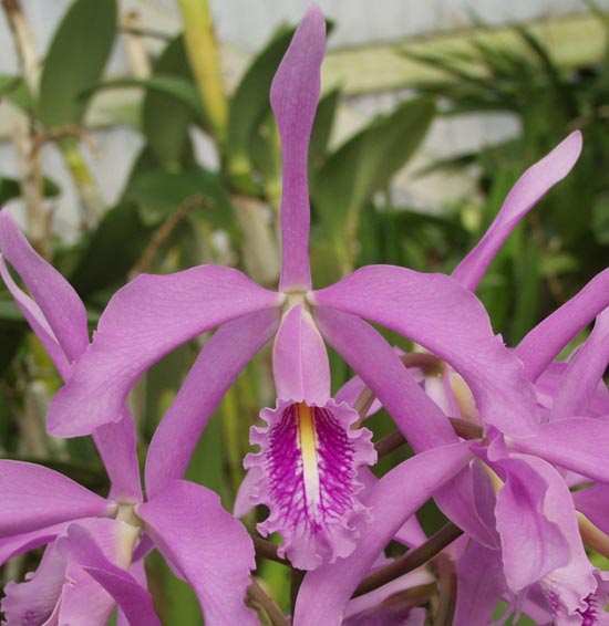 Sunset Valley Orchids - Superior Hybrids for Orchid Growers