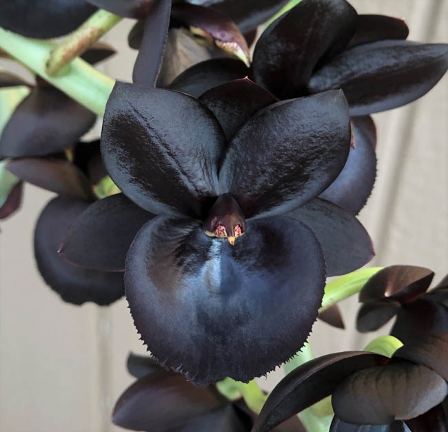Black orchid servilletero vertical – Diorvett