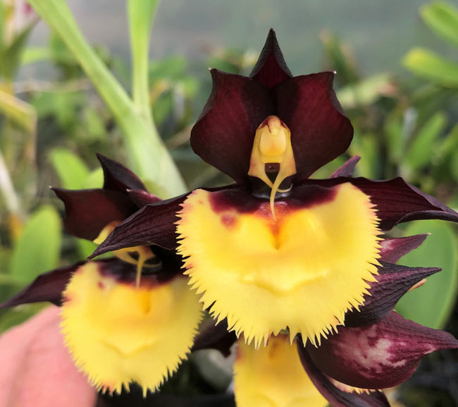 Sunset Valley Orchids - Superior Hybrids for Orchid Growers