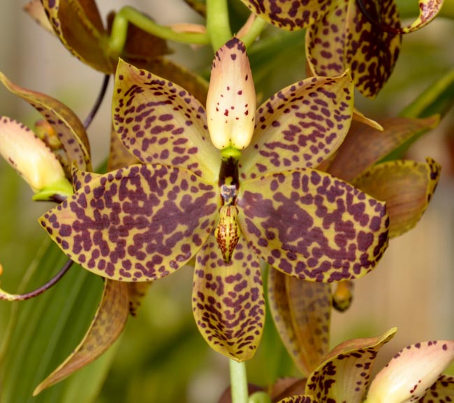 Sunset Valley Orchids - Superior Hybrids for Orchid Growers