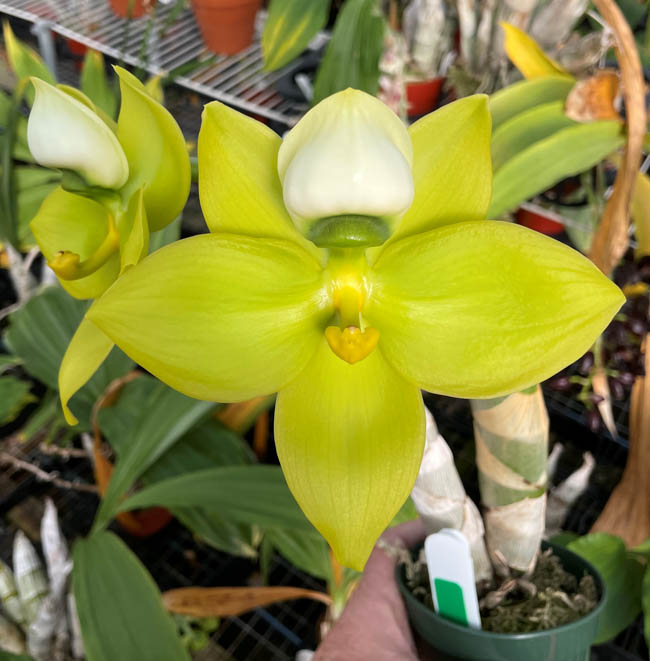 Sunset Valley Orchids - Superior Hybrids for Orchid Enthusiasts