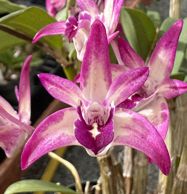 Sunset Valley Orchids - Superior Hybrids for Orchid Growers