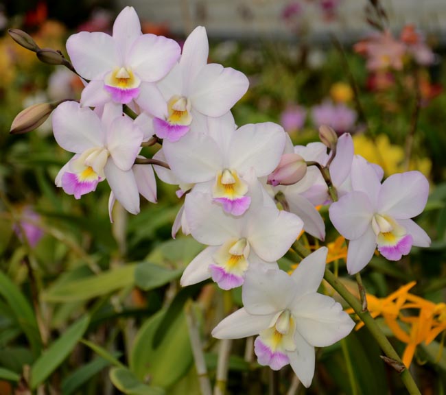 Sunset Valley Orchids - Superior Hybrids for Orchid Growers