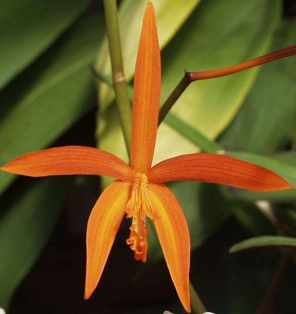 Sunset Valley Orchids - Superior Hybrids for Orchid Growers