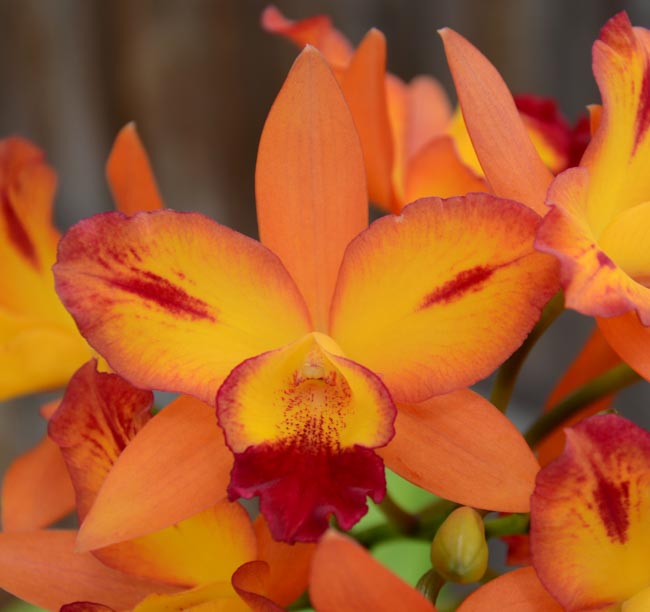 Sunset Valley Orchids - Superior Hybrids for Orchid Growers