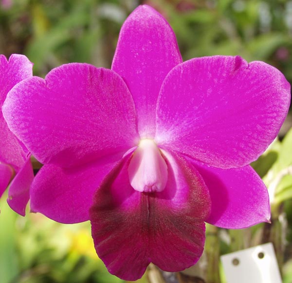 Sunset Valley Orchids - Superior Hybrids for Orchid Enthusiasts