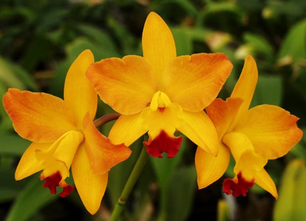 Sunset Valley Orchids - Superior Hybrids for Orchid Enthusiasts