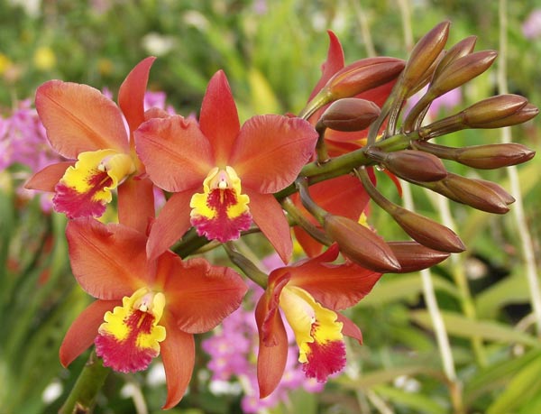 Sunset Valley Orchids - Superior Hybrids for Orchid Enthusiasts