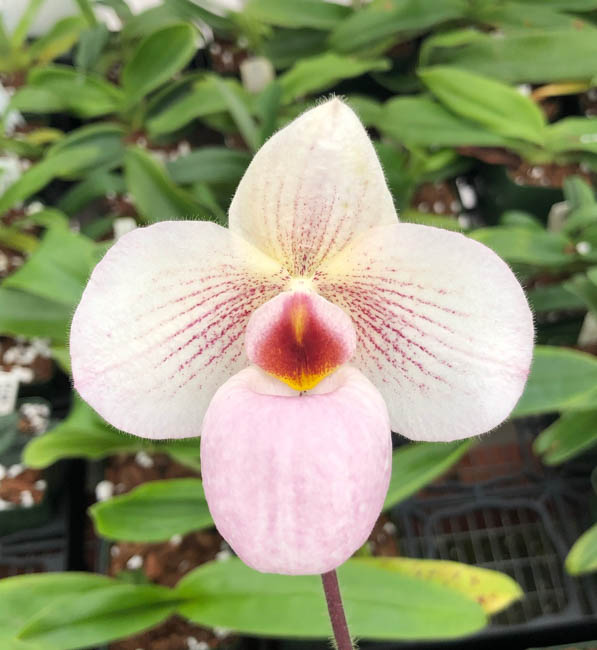 Sunset Valley Orchids - Superior Hybrids for Orchid Growers