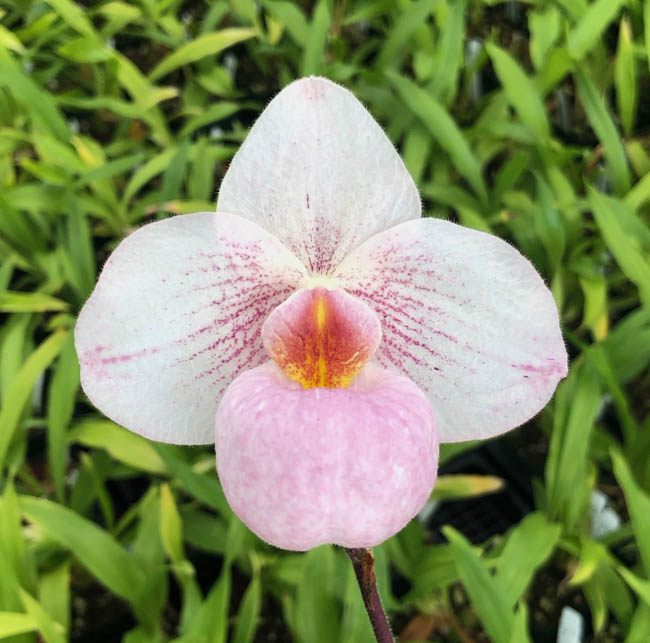 Sunset Valley Orchids - Superior Hybrids for Orchid Growers