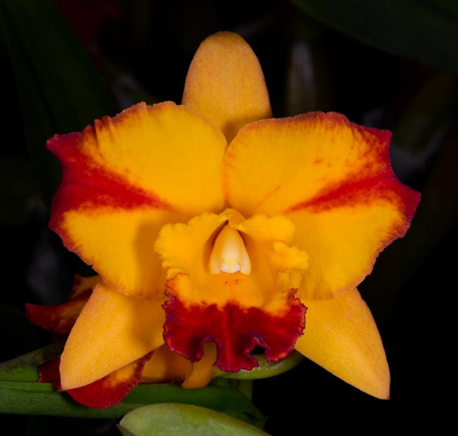 Sunset Valley Orchids - Superior Hybrids for Orchid Enthusiasts