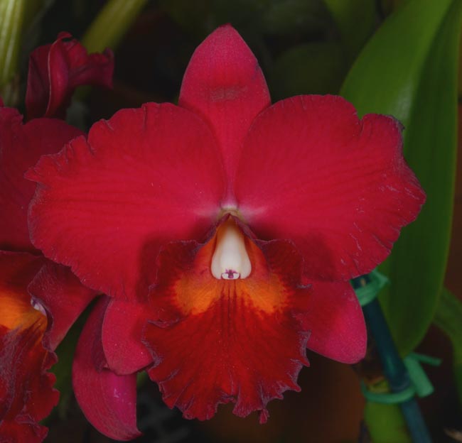 Sunset Valley Orchids - Superior Hybrids for Orchid Enthusiasts