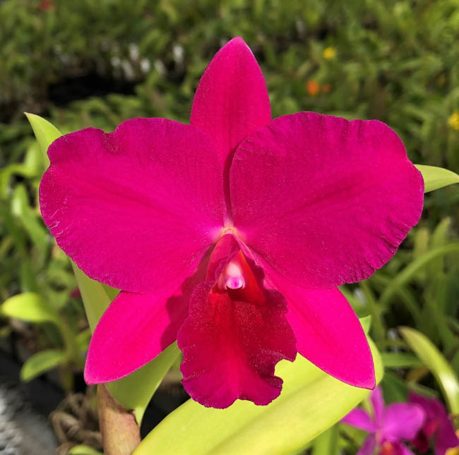 Sunset Valley Orchids - Superior Hybrids for Orchid Enthusiasts