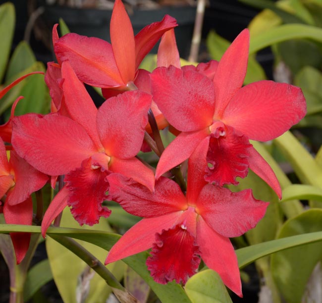 Sunset Valley Orchids - Superior Hybrids for Orchid Enthusiasts