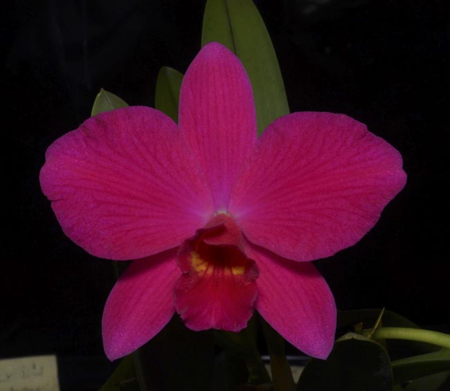 https://sunsetvalleyorchids.com/images/orchid_images/Sl.%20Orpetii%20'Hidden%20Treasure%204n'%20AM-AOS-190429.jpg