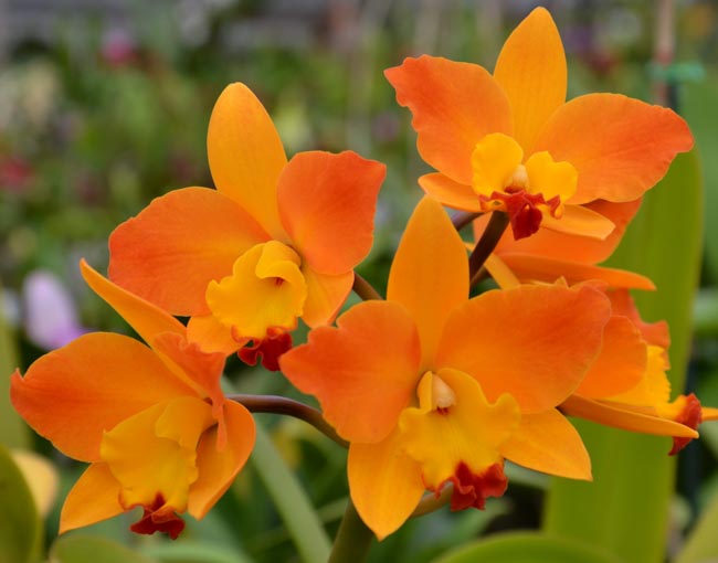 Sunset Valley Orchids - Superior Hybrids for Orchid Enthusiasts