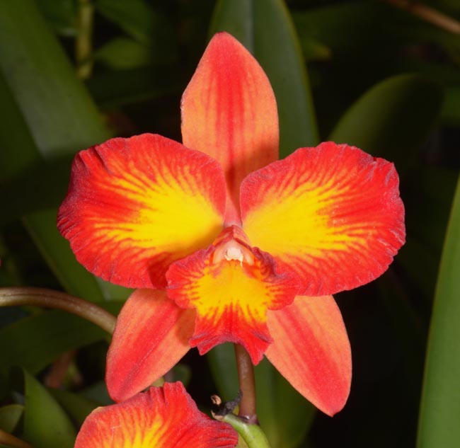 Sunset Valley Orchids - Superior Hybrids for Orchid Enthusiasts